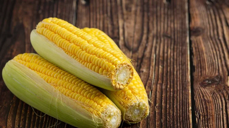 Jagung Jadi Komoditas Pangan yang Kaya Manfaat