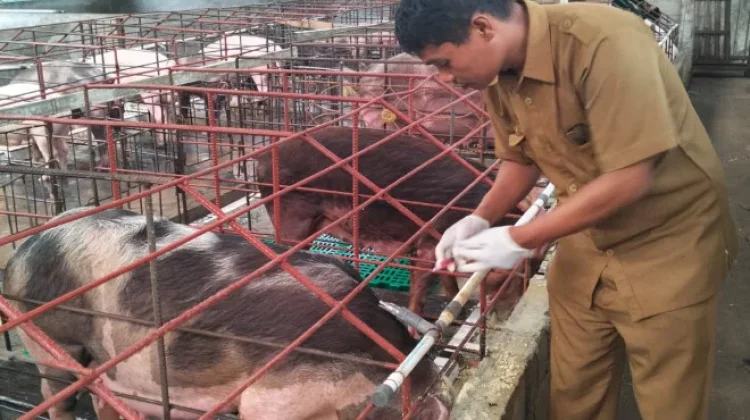 Respons Laporan Warga, Puskeswan Arsel Obati Ternak Babi di Pasir Panjang