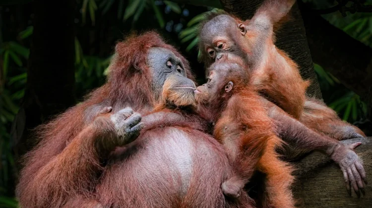 Harapan Baru Bagi Orangutan di Taman Nasional Sebangau