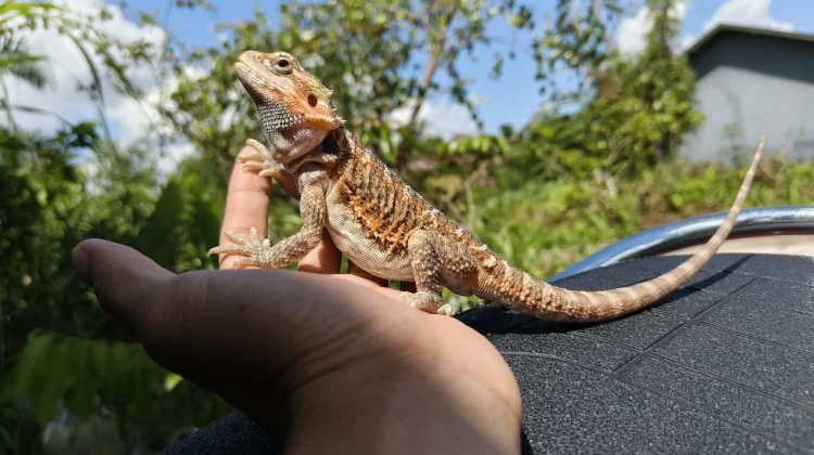 Naga Jinak Pematah Stigma Kadal Liar