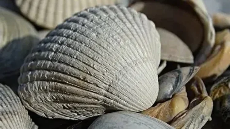 Kulit Kerang Laut Bernilai Ekonomi dan Ramah Lingkungan