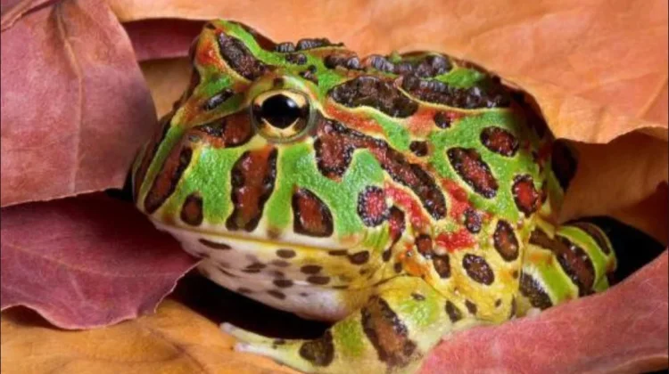 Katak Pacman Buktikan Amfibi Bisa jadi Menggemaskan