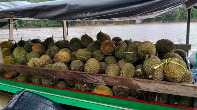 Musim Durian Hadir, Masyarakat Berburu Buah Favorit