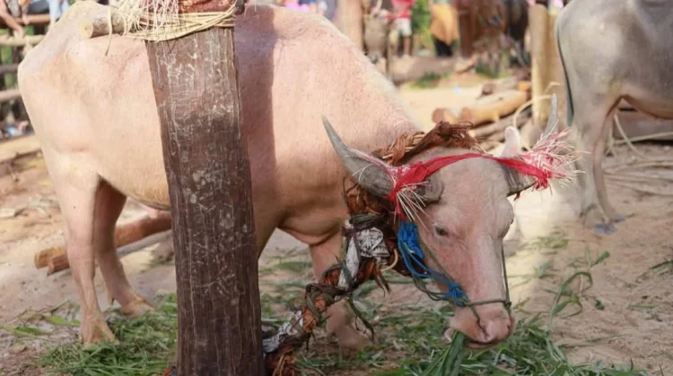 Kerbau Menjadi Hewan Sakral dalam Ritual Tiwah Masyarakat Dayak