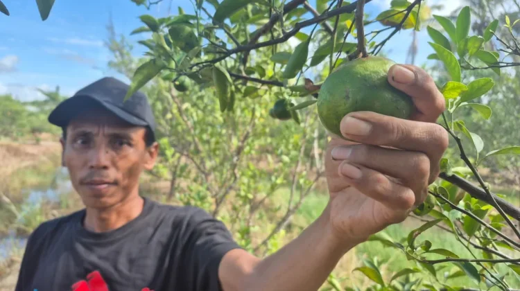 Desa Karang Bunga Sulap Rawa Jadi Sentra Jeruk Siam