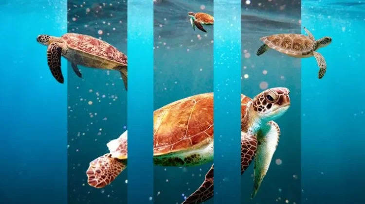 Hari Kelautan Nasional, Momentum Menjaga Kekayaan Laut Indonesia
