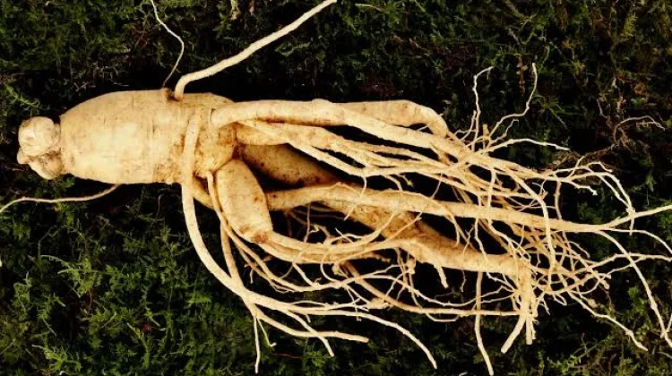 Manfaat Ginseng Bagi Kesehatan Tubuh