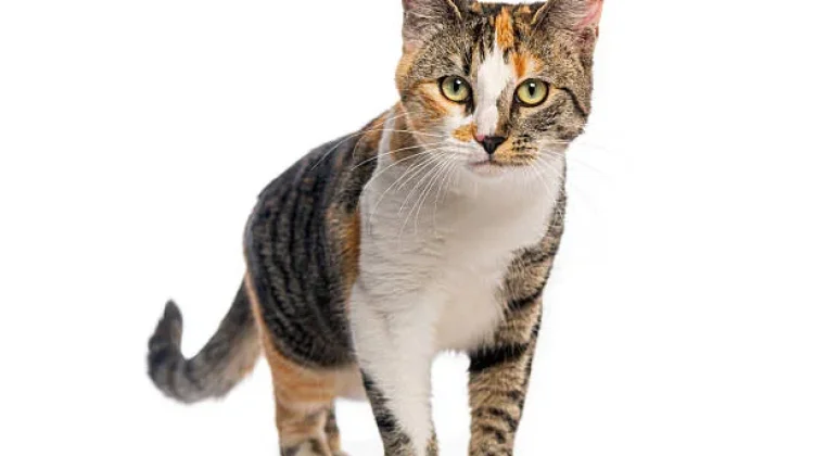 Kucing Belang Tiga Menyimpan Fakta Ilmiah Menarik
