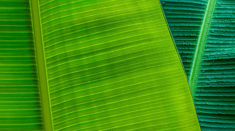 Daun Pisang Tetap Digunakan sebagai Pembungkus Makanan, Ini Alasannya