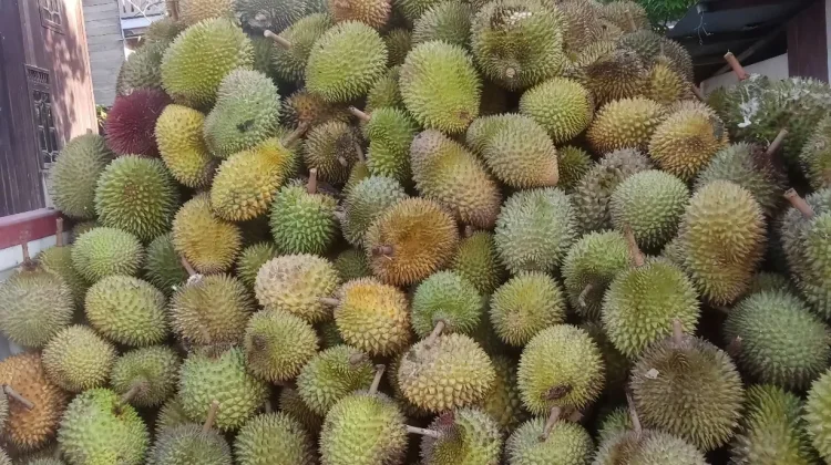 Musim Durian Tiba Pedagang Dadakan Semarakkan Sudut Kota Palangka Raya
