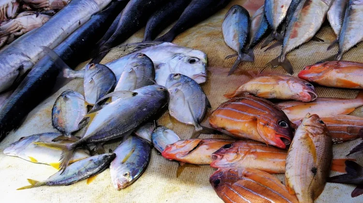 Hilirisasi Produk Ikan Perkuat Daya Saing UMKM Palangka Raya