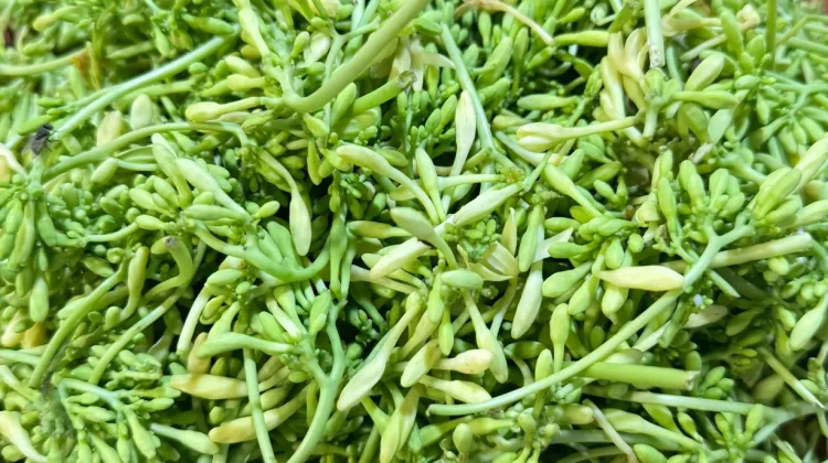 Bunga Pepaya, Sayuran Tradisional yang Kaya Manfaat Kesehatan
