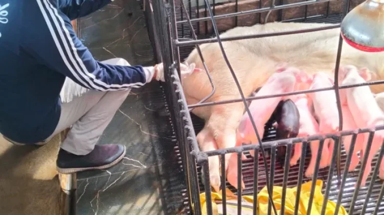 Respons Laporan Peternak, Distan Kobar Obati Ternak Babi di Pasir Panjang