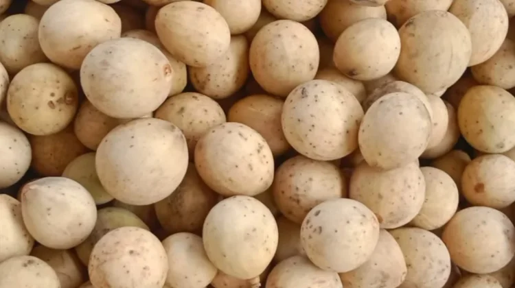 Buah Langsat Mulai Matang di Sejumlah Wilayah Kabupaten Katingan