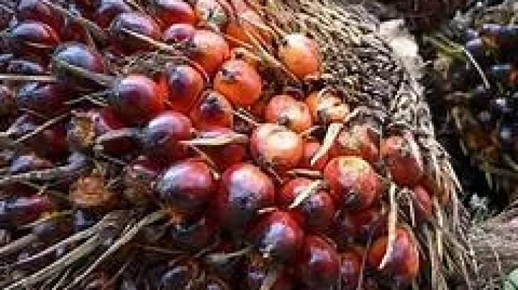Harga Tandan Buah Segar Kelapa Sawit di Kalteng Naik Rp215,54