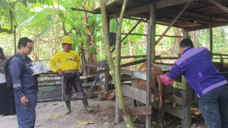 Tingkatkan Populasi Sapi, Dinas Pertanian Kobar Gelar Program Posyandunak