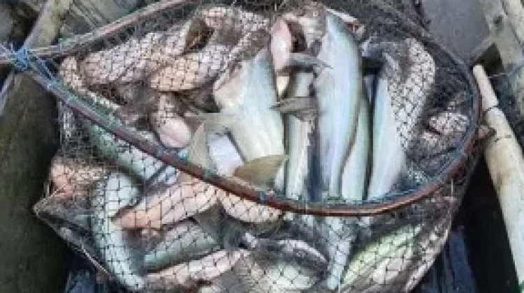 Musim Kemarau Datang, Warga Bantaran Sungai Kahayan Berburu Ikan Sungai