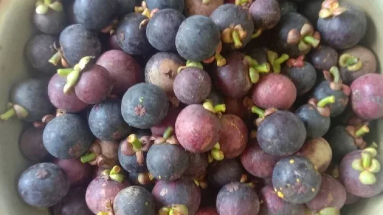 Buah Manggis Kaya Nutrisi dan Baik untuk Menjaga Kesehatan Tubuh