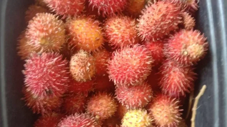 Buah Rambutan, Warisan Hayati Tropis yang Kini Dinikmati Masyarakat Dunia