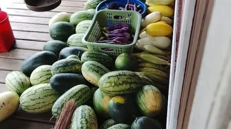 Manfaatkan Lahan untuk Berkebun Berbagai Jenis Sayuran dan Buah-Buahan