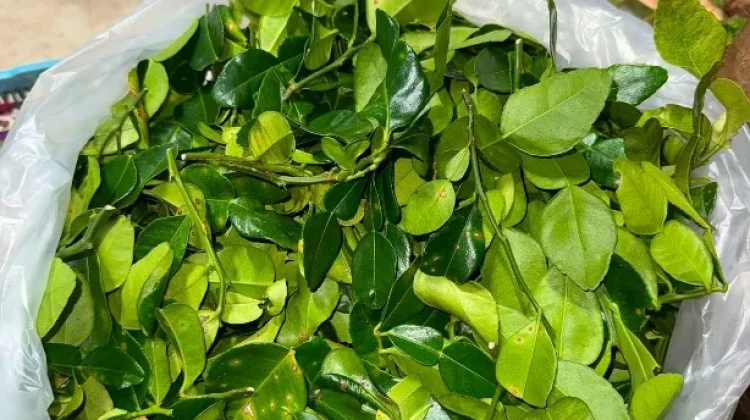 Daun Jeruk Purut, Rempah Dapur yang Memiliki Beragam Manfaat