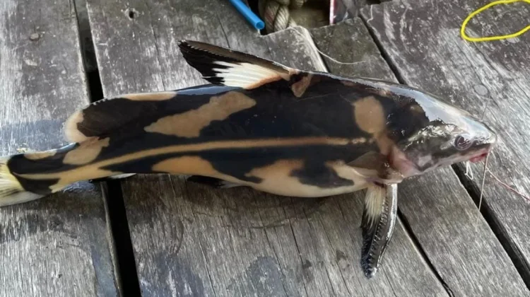 Ikan Baung Tikus Jadi Buruan Pecinta Ikan Air Tawar