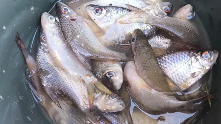 Beragam Ikan Air Tawar Jadi Hasil Tangkapan Pemancing
