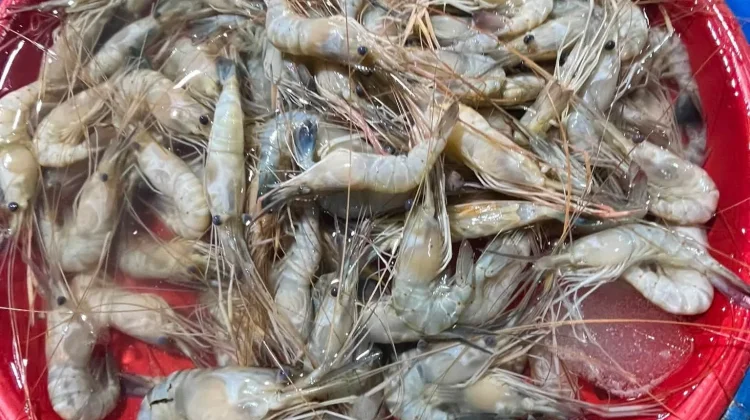 Musim Kemarau Bawa Berkah, Udang Sungai Melimpah dan Tingkatkan Pendapatan Warga
