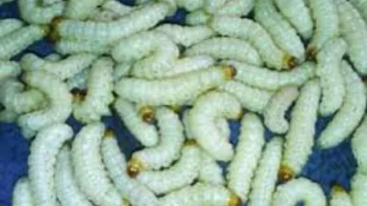 Ulat Bambu Jadi Sumber Protein Bergizi
