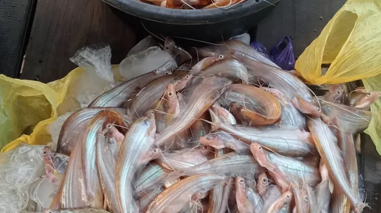 Ikan Lais Diolah Menjadi Ikan Asin, Jadi Sumber Penghasilan Masyarakat