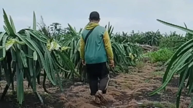 Kemarau Lebih Kering Ancaman Gagal Panen Kobar