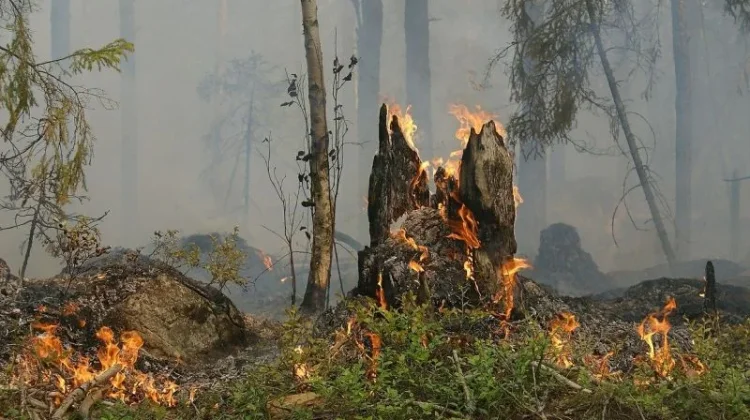 Musim Kemarau, Kalimantan Tengah Waspadai Peningkatan Kejadian Karhutla