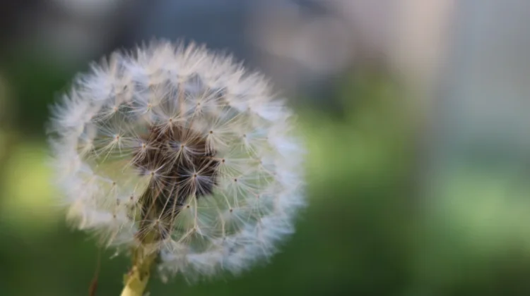 Dandelion Bunga Kecil dengan Sejarah Besar yang Mengagumkan Dunia