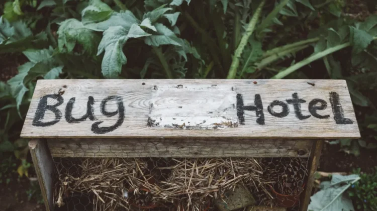 Bug Hotel Solusi Kreatif Melindungi Serangga yang Semakin Terancam
