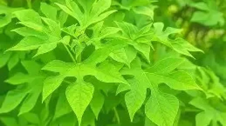 Berikut Tanaman Herbal yang Dipercaya Menjaga Kadar Gula Darah