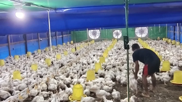 Mahasiswa KKN UIN Palangka Raya Bantu Panen 7.000 Ekor Ayam Broiler di Lamandau