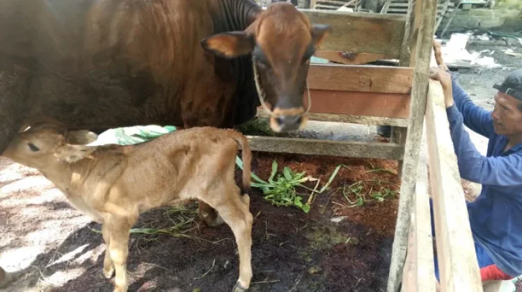 Sapi Limousin di Kobar Lahirkan Pedet Wagyu Unggul Hasil IB