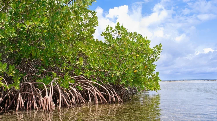 Peringatan Hari Mangrove Sedunia Perkuat Komitmen Menjaga Pesisir Berkelanjuta