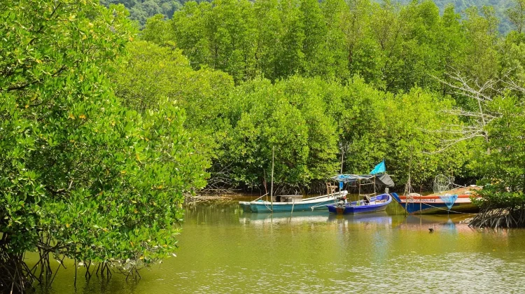 Manfaat Besar Hutan Mangrove, Menjaga Pesisir, Iklim, dan Kehidupan Berkelanjutan