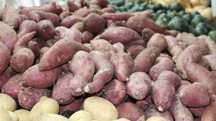 Diet Ubi Karbohidrat, Sehat yang Mengenyangkan