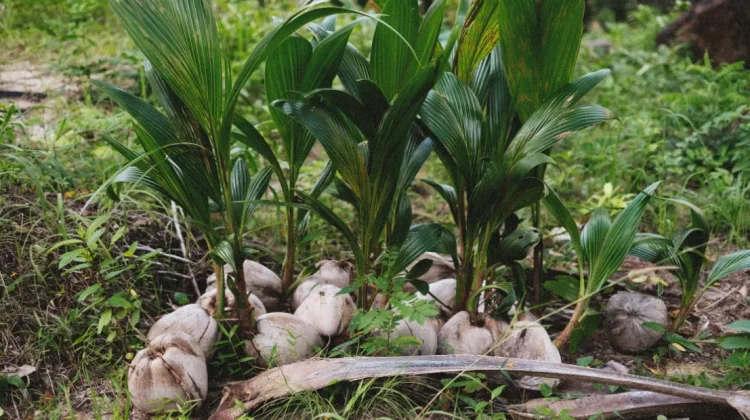 Pohon Kelapa, Tanaman Seribu Manfaat yang Dijuluki Pohon Kehidupan