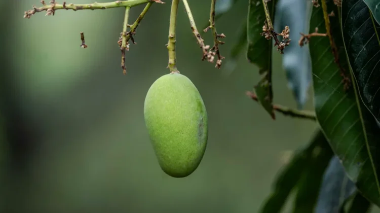 Rahasia Pohon Mangga Bisa Berbuah Lebat dan Berumur Panjang