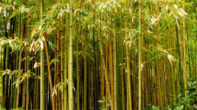 Bambu, Tanaman dengan Pertumbuhan Tercepat di Dunia