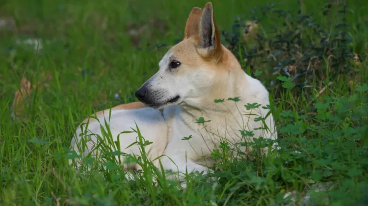 Anjing, Hewan Cerdas yang Membantu Banyak Aktivitas Manusia