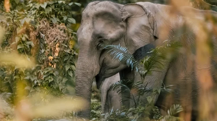 Gajah Asia, Raksasa Hutan yang Cerdas dan Memiliki Ikatan Sosial Kuat