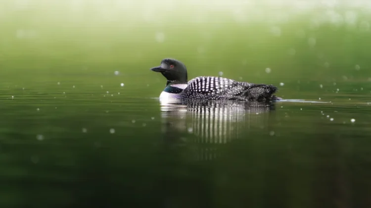 Burung Loon, Penghuni Danau Utara dengan Suara Khas yang Memikat