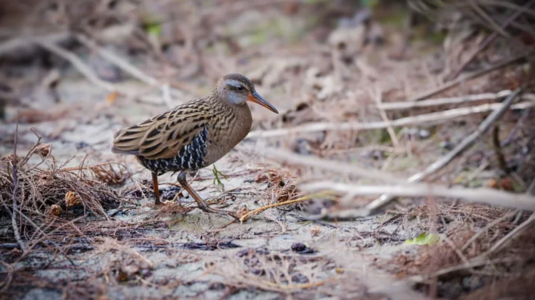 Virginia Rail, Burung Rawa yang Lincah dan Ahli Bersembunyi