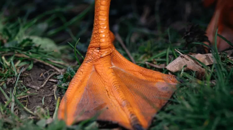 Selaput Kaki Bebek Sebagai Contoh Adaptasi Makhluk Hidup