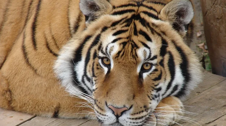 Peringatan Hari Harimau Sedunia, Kuatkan Kolaborasi untuk Kelestarian Satwa Liar