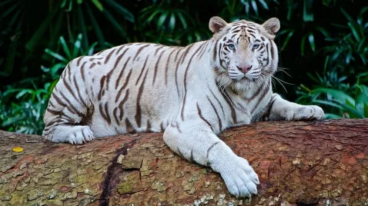Fakta Menarik Harimau, Sang Raja Hutan Asia yang Hampir Punah